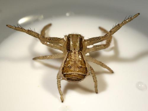 Réf. 315 284 : Xysticus ulmi
